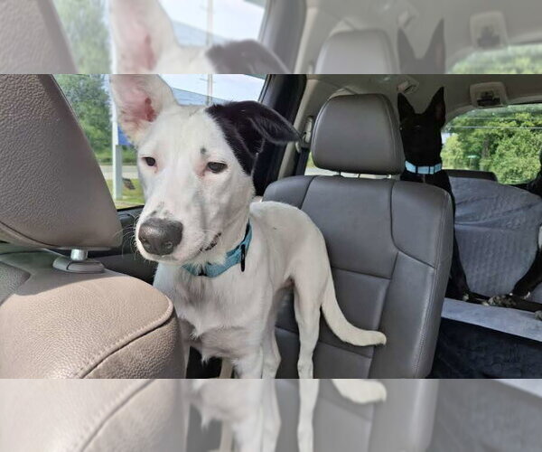 Medium Photo #9 Shollie Puppy For Sale in Sebec, ME, USA