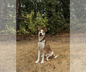 Zorro - Male Siberian Husky Dog for Adoption - Photo #4
