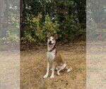 Small Photo #4 Siberian Husky Puppy For Sale in Carrollton, TX, USA
