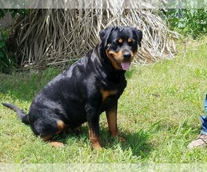 Mother of the Rottweiler puppies born on 05/18/2022