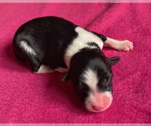 Medium Border Collie-Papillon Mix