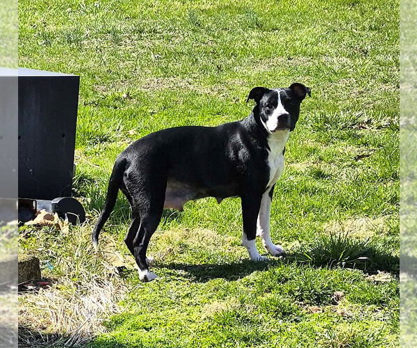 Medium Photo #5 Mutt Puppy For Sale in MECHANICSBURG, PA, USA