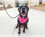 Small American Pit Bull Terrier Mix