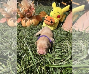 Golden Retriever Puppy for Sale in NEOLA, West Virginia USA
