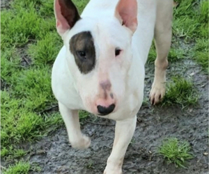 Father of the Bull Terrier puppies born on 04/23/2022