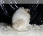 Small #5 Pomeranian
