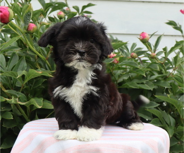 Medium Photo #3 Zuchon Puppy For Sale in THORP, WI, USA