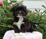 Small Photo #3 Zuchon Puppy For Sale in THORP, WI, USA