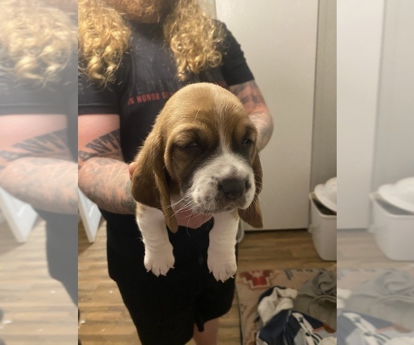 Medium Photo #4 Basset Hound Puppy For Sale in NORMAN, OK, USA