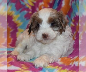 Australian Shepherd-Poodle (Toy) Mix Puppy for sale in SUNBURY, PA, USA