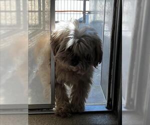 Shih-Poo Dogs for adoption in Tracy, CA, USA