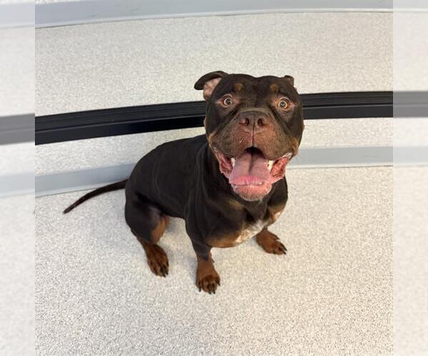 Medium Photo #1 American Bulldog-Rottweiler Mix Puppy For Sale in Toronto, Ontario, Canada