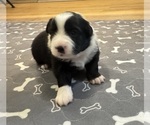Puppy Girl 3 Australian Shepherd