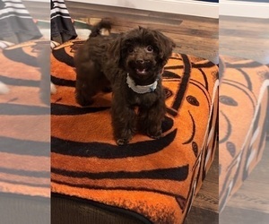 Mother of the YorkiePoo puppies born on 09/16/2025
