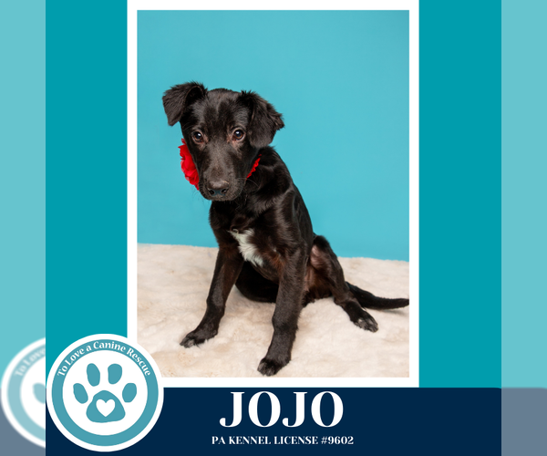 Medium Photo #9 Labrador Retriever-Unknown Mix Puppy For Sale in Kimberton, PA, USA