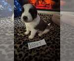 Puppy Scout Saint Bernard