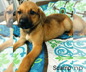 Black Mouth Cur-Unknown Mix Dogs for adoption in Prentiss, MS, USA