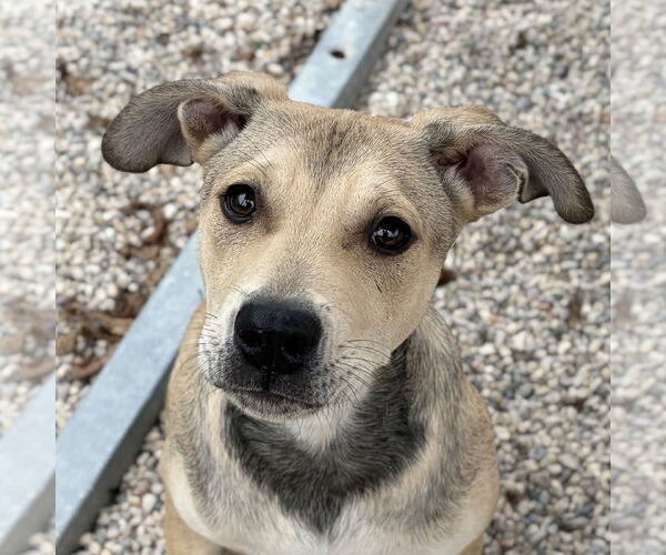 Medium Photo #1 Mutt Puppy For Sale in Jefferson, WI, USA