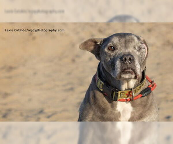 Medium Photo #9 American Pit Bull Terrier-Unknown Mix Puppy For Sale in Ventura, CA, USA