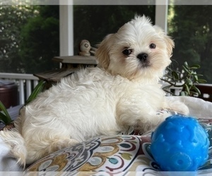 Shih Tzu Puppy for sale in NOBLESVILLE, IN, USA
