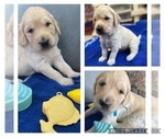 Small Photo #19 Goldendoodle Puppy For Sale in MORENO VALLEY, CA, USA