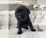 Small Photo #20 Labrador Retriever Puppy For Sale in NEW HOLLAND, PA, USA