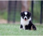 Puppy Elvis Miniature Australian Shepherd