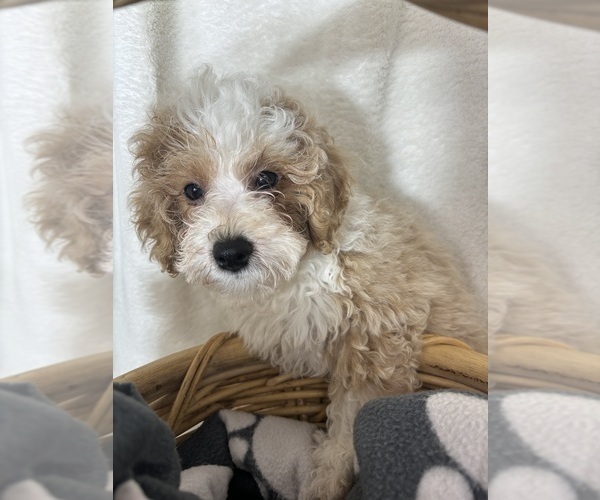 Medium Photo #5 Bernedoodle (Miniature) Puppy For Sale in GREENFIELD, IN, USA