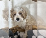Small #4 Bernedoodle (Miniature)