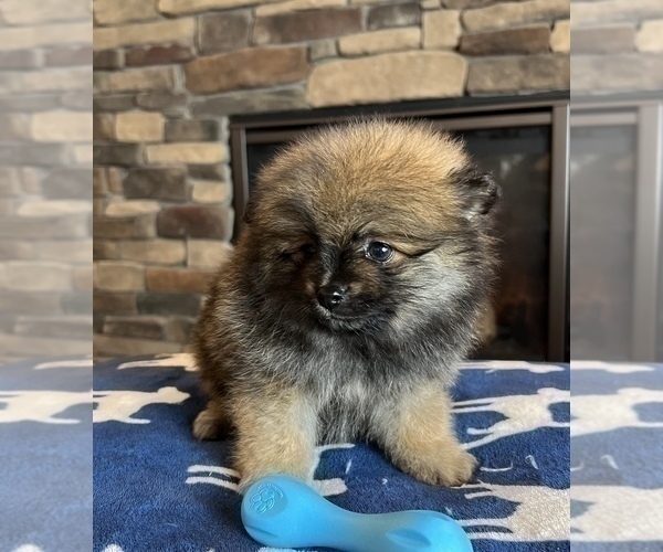 Medium Photo #5 Pomeranian Puppy For Sale in NOBLESVILLE, IN, USA