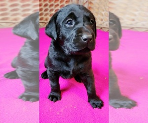 Labrador Retriever Puppy for sale in HART, MI, USA