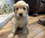 Puppy Pink Golden Retriever