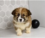 Small #38 Pembroke Welsh Corgi