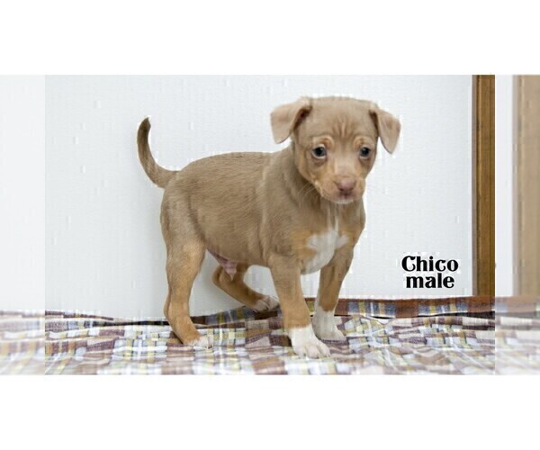 Medium Photo #10 Chihuahua Puppy For Sale in CLARE, MI, USA