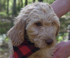 Medium Goldendoodle