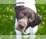 Small #5 German Wirehaired Pointer
