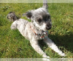 Mutt Dogs for adoption in Olalla, WA, USA