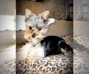 Father of the Yorkshire Terrier puppies born on 01/31/2024