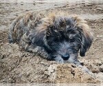Small Photo #6 YorkiePoo Puppy For Sale in AMERICAN FORK, UT, USA