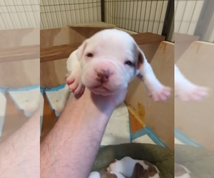 Medium American Bulldog
