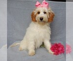 Small Photo #5 Goldendoodle (Miniature) Puppy For Sale in MILLERSBURG, OH, USA