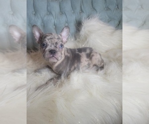 French Bulldog Puppy for sale in INDIANAPOLIS, IN, USA