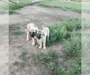 Anatolian Shepherd Puppy for sale in ELK FALLS, KS, USA