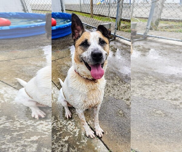 Medium Photo #18 Mutt Puppy For Sale in Rockaway, NJ, USA