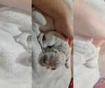 Puppy 7 Goldendoodle
