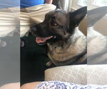 Small #13 Akita-Norwegian Elkhound Mix