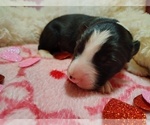 Small Photo #291 Border Collie Puppy For Sale in NORBORNE, MO, USA