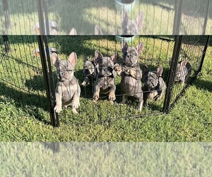 French Bulldog Puppy for sale in MARYSVILLE, CA, USA