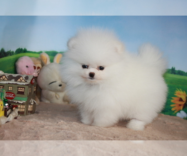 Medium Photo #13 Pomeranian Puppy For Sale in SAN FRANCISCO, CA, USA