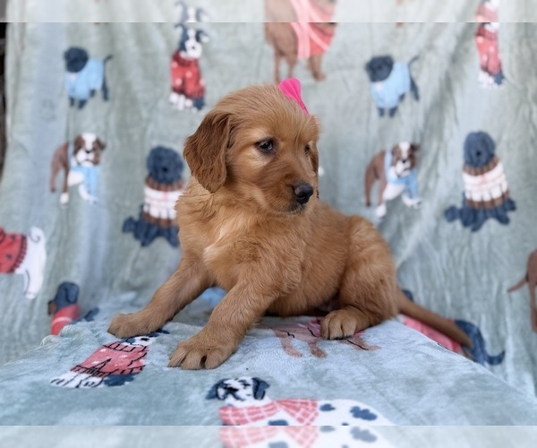 Medium Photo #4 Golden Retriever Puppy For Sale in LAKELAND, FL, USA